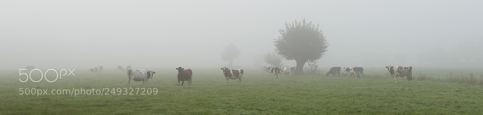 Panasonic Lumix DMC-FZ1000 sample photo. Cows in the aerly photography