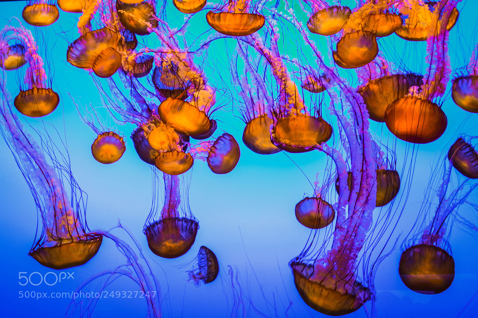 Nikon D3100 sample photo. Jellyfish from la jolla photography