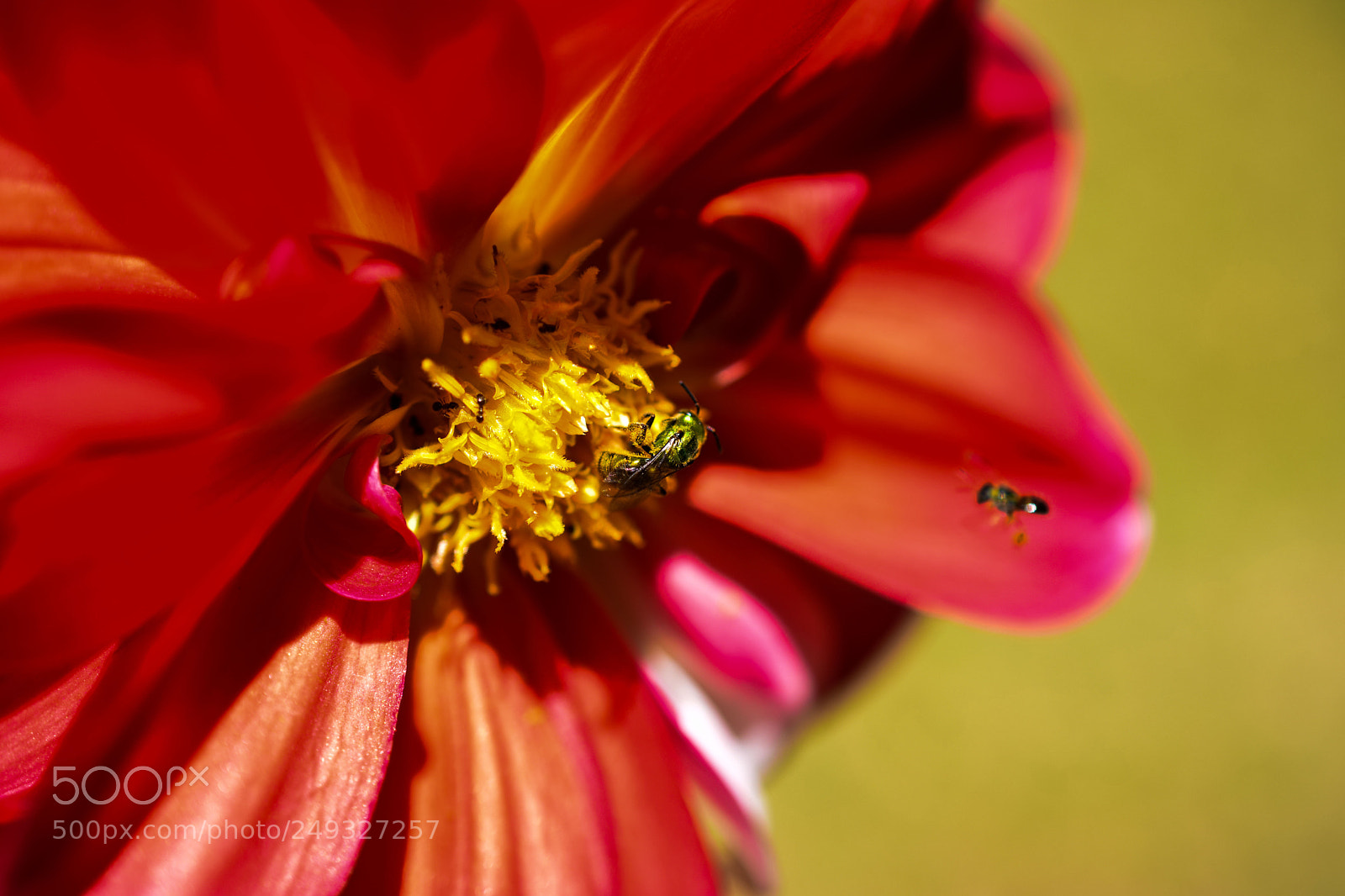 Nikon D5300 sample photo. Fly free photography