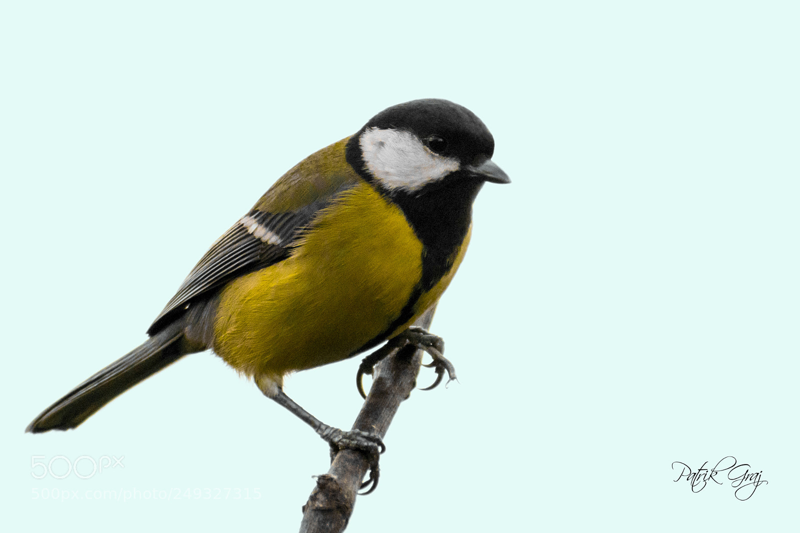 Nikon D5300 sample photo. Great tit photography