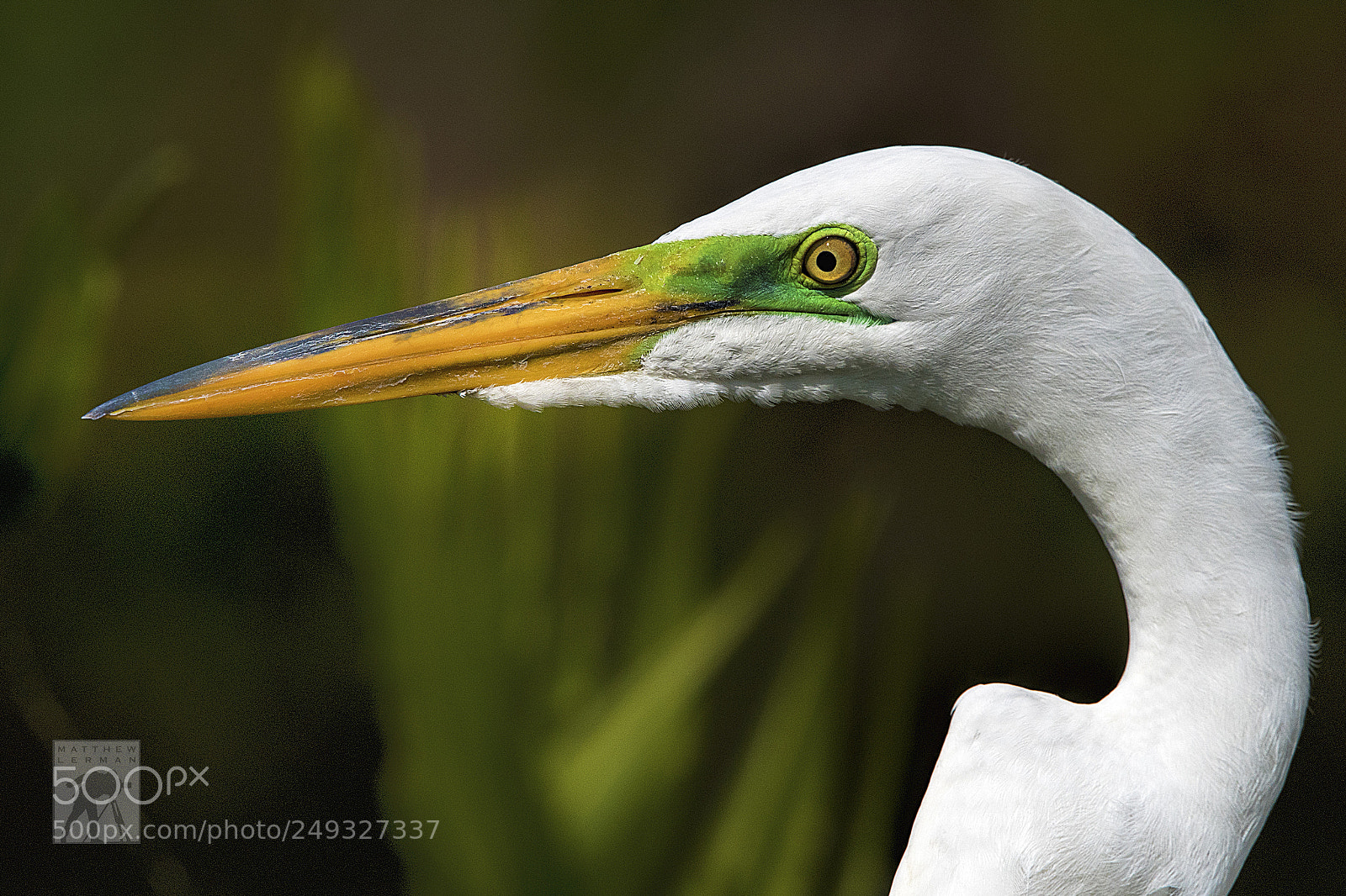Nikon D810 sample photo. Close-up 1680 photography