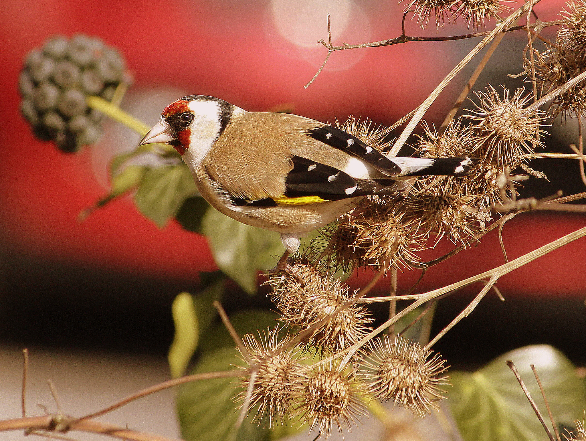 Canon EF-S 55-250mm F4-5.6 IS sample photo. Mgl photography