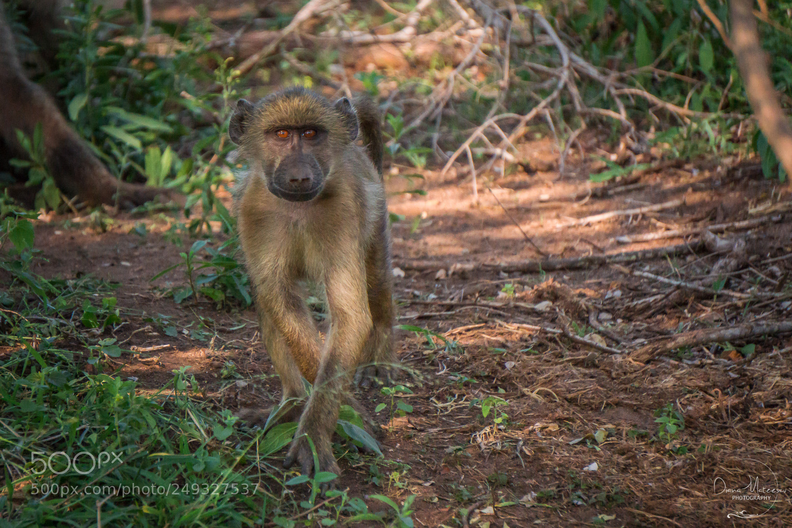Sony a6000 sample photo. The baboon photography