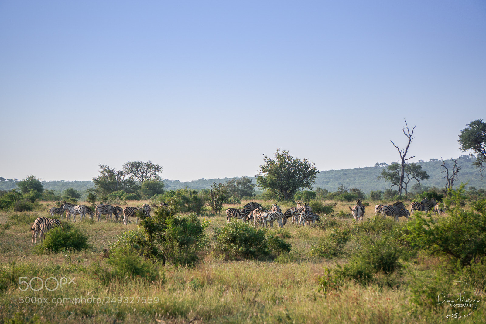 Sony a6000 sample photo. Zebras in kruger photography