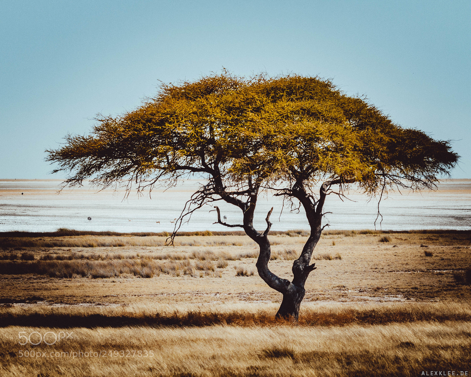 Canon EOS 7D Mark II sample photo. The lonely tree in photography