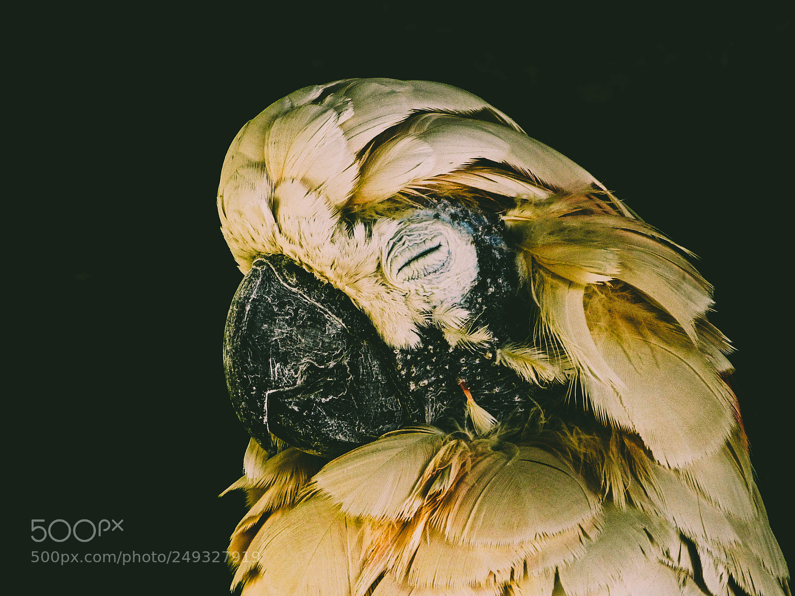 Panasonic Lumix DMC-FZ150 sample photo. Parrot photography