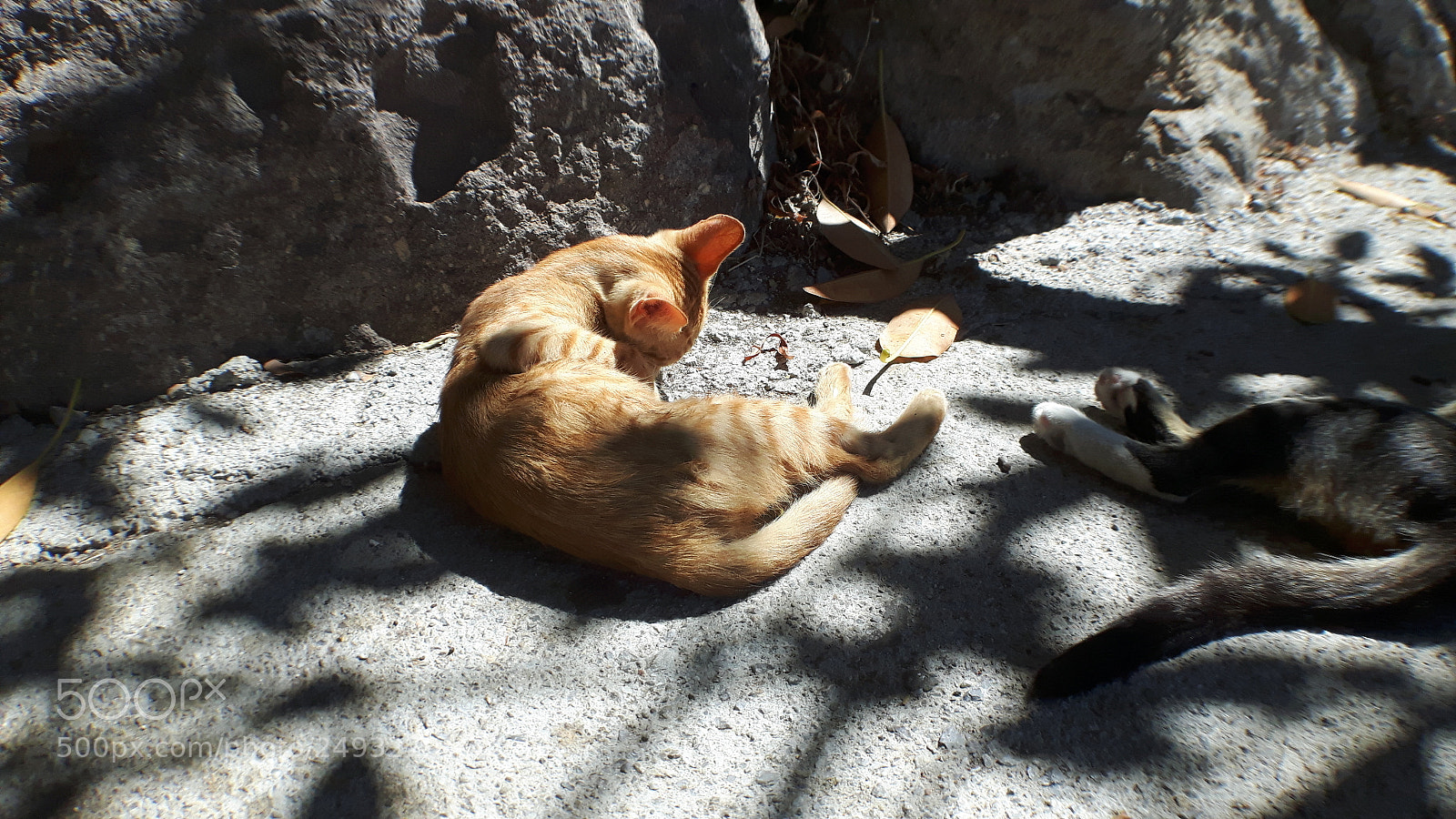 Samsung Galaxy S5 Neo sample photo. 20170902_120456.jpg photography