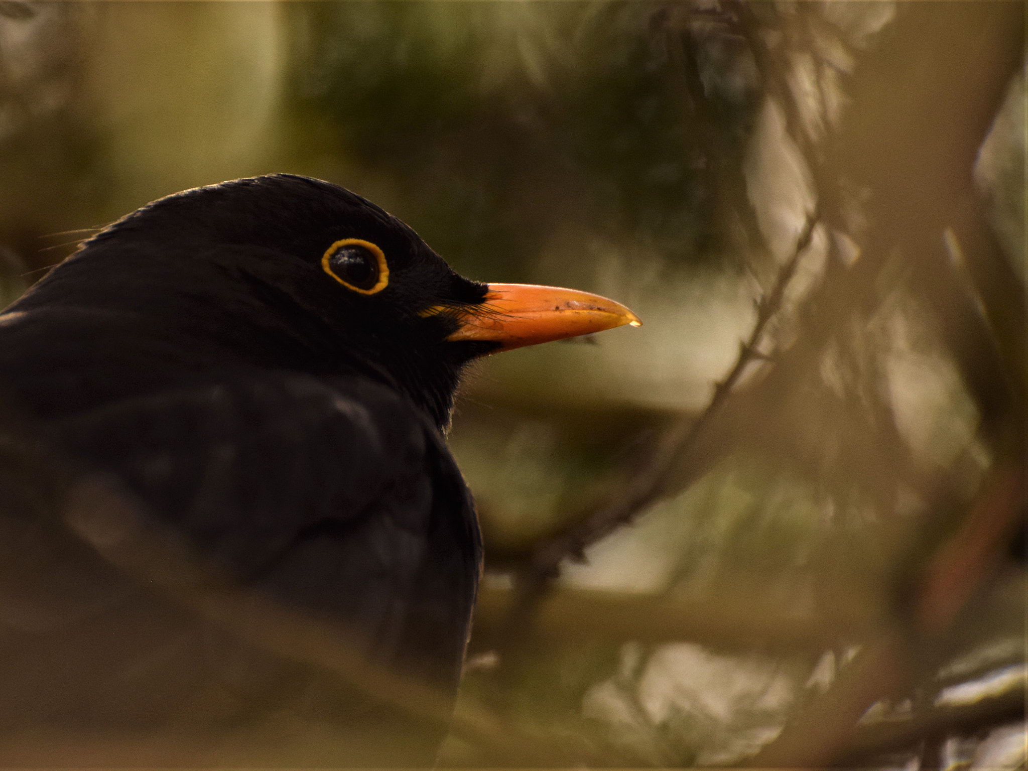 Nikon D5300 sample photo. Blackbird photography