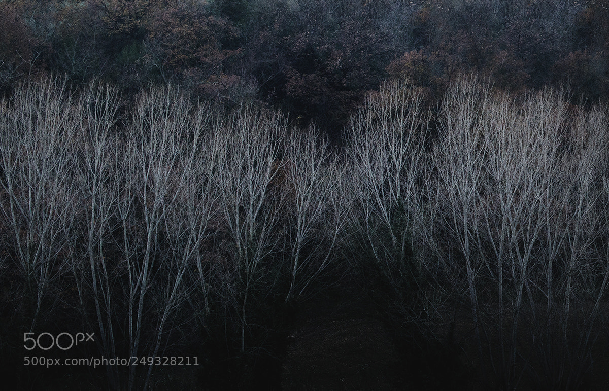 Nikon D800 sample photo. Gliding over forests outstretched photography