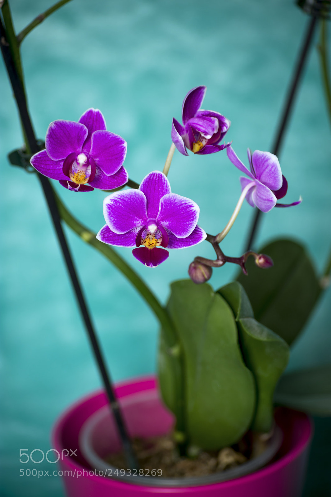 Nikon D3400 sample photo. My baby orchid photography