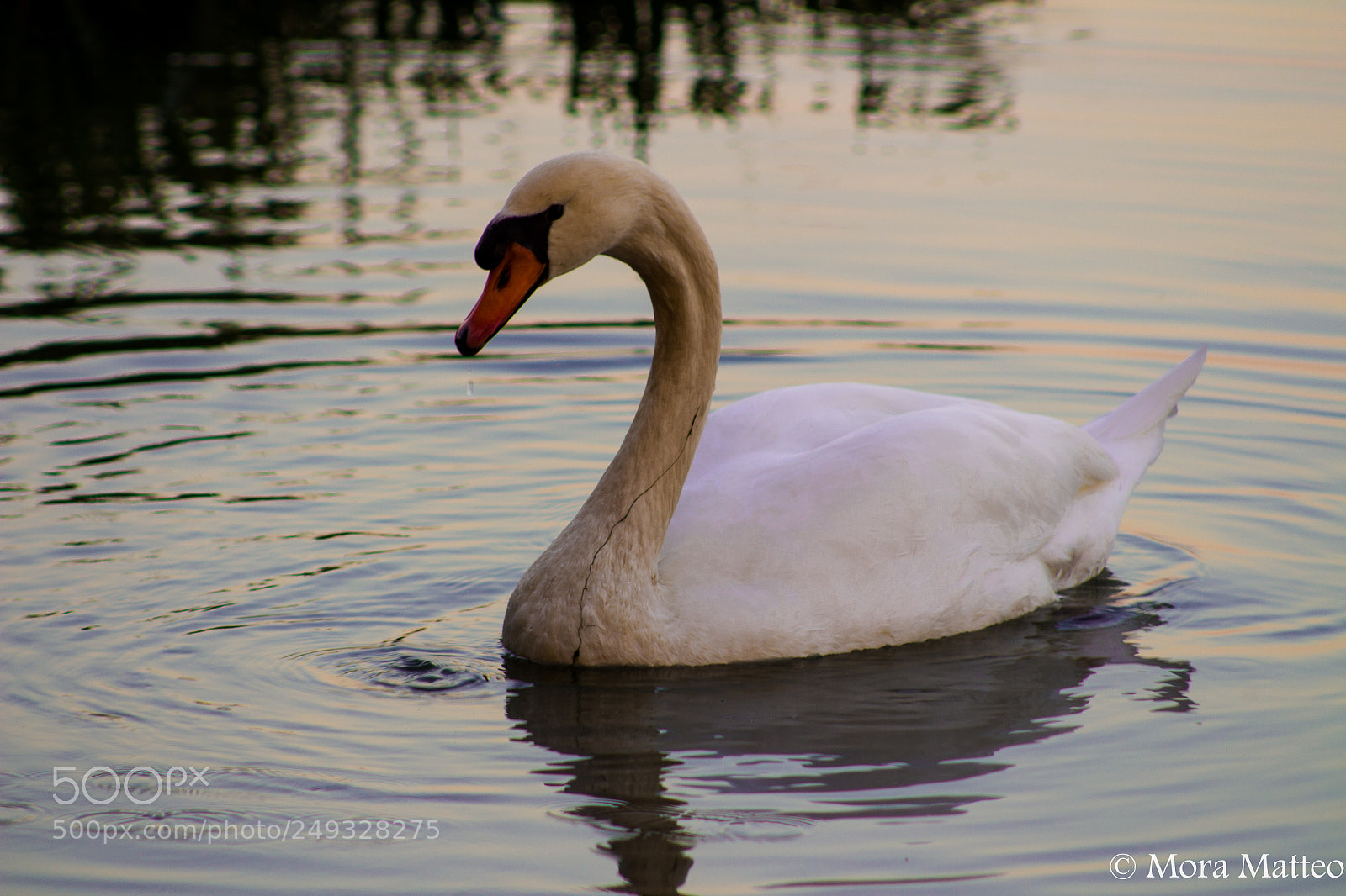 Canon EOS 700D (EOS Rebel T5i / EOS Kiss X7i) sample photo. Cigno photography