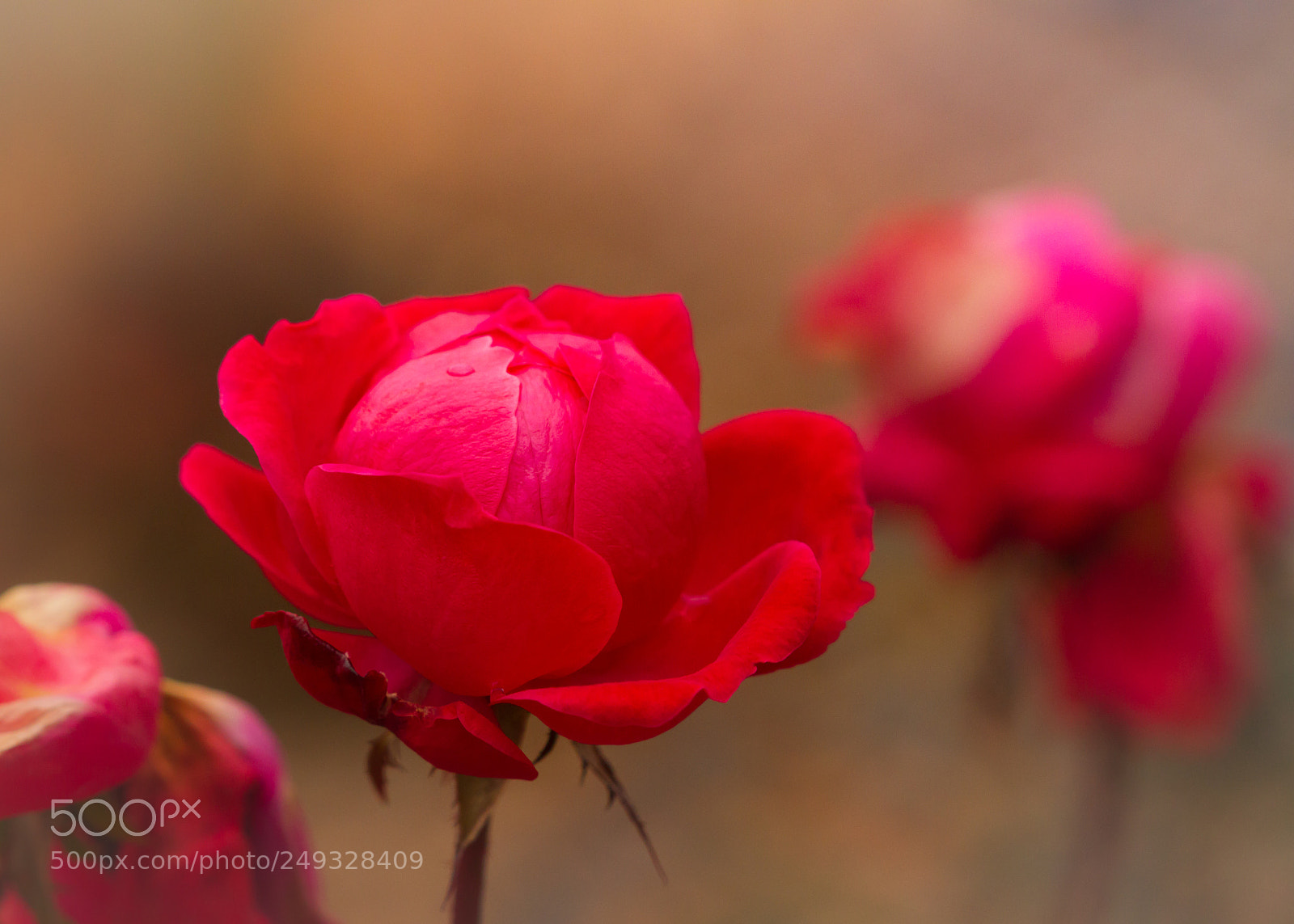 Canon EOS 7D sample photo. Lift me up photography