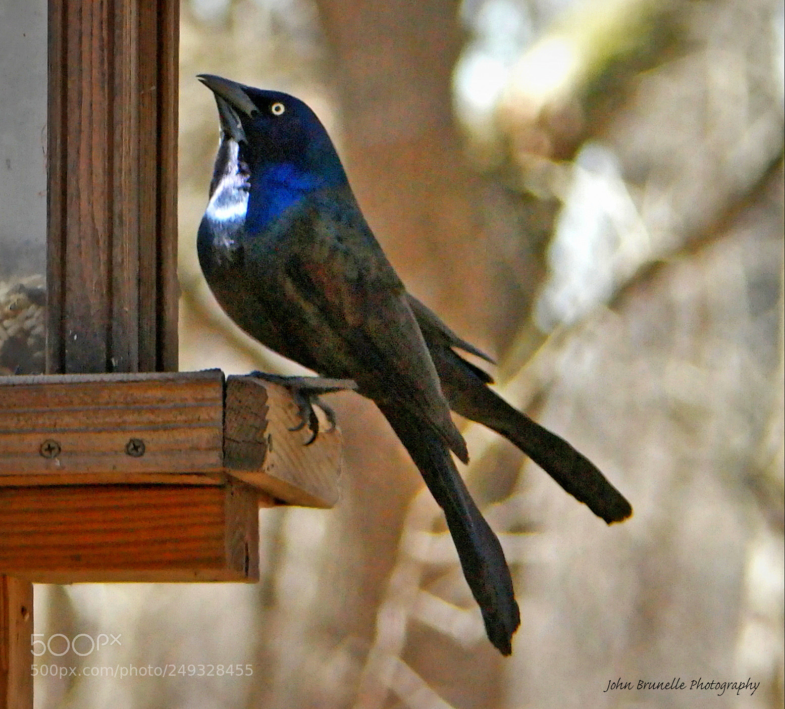 Samsung NX500 sample photo. Grackle march 14 photography