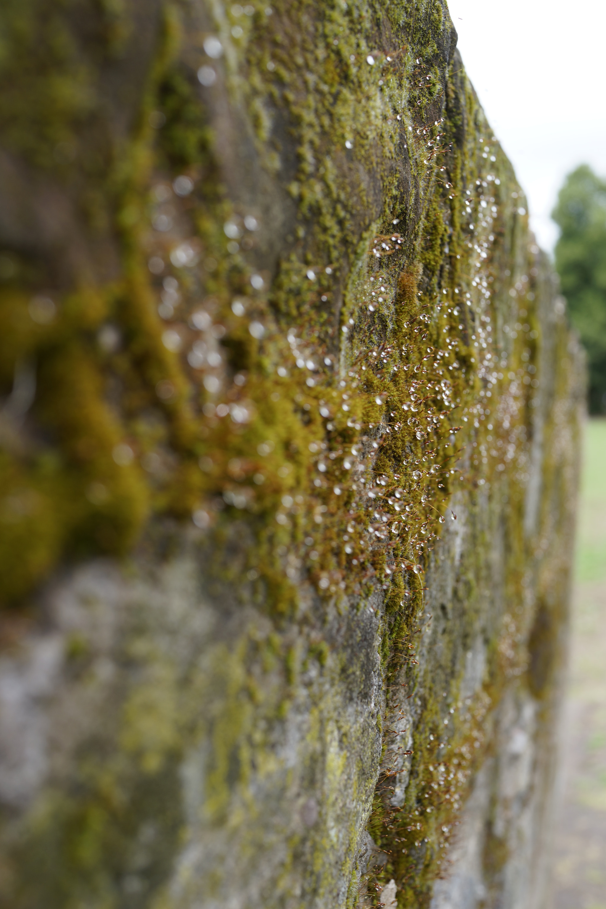 Sony Cyber-shot DSC-RX1R sample photo. The wall photography