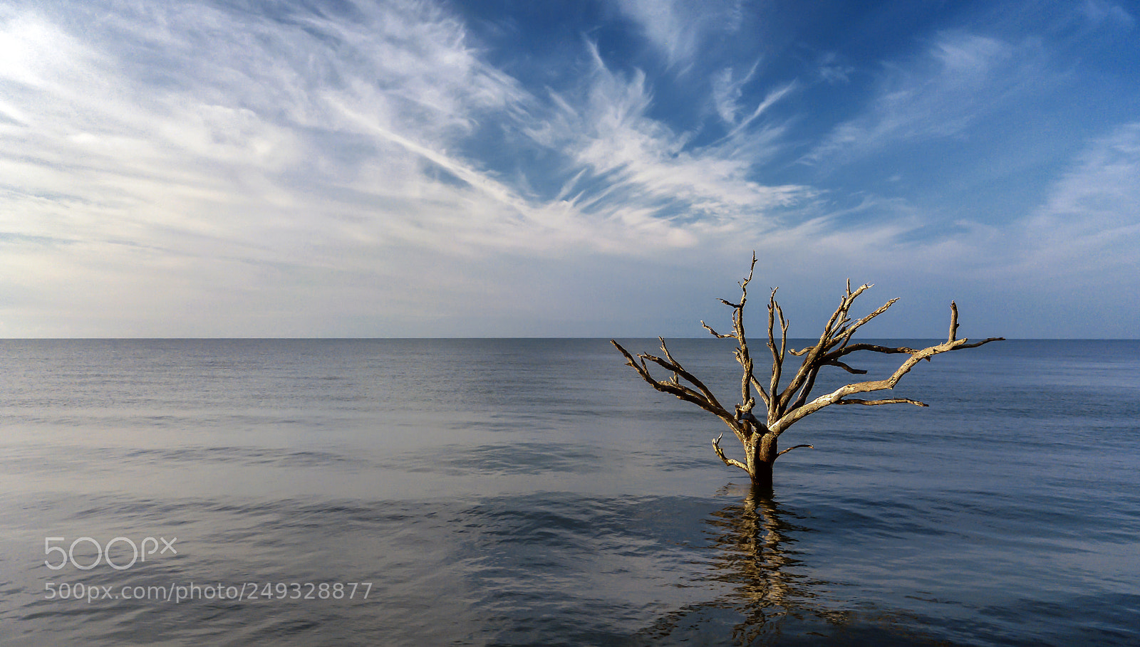 DJI FC220 sample photo. Single tree - alone photography
