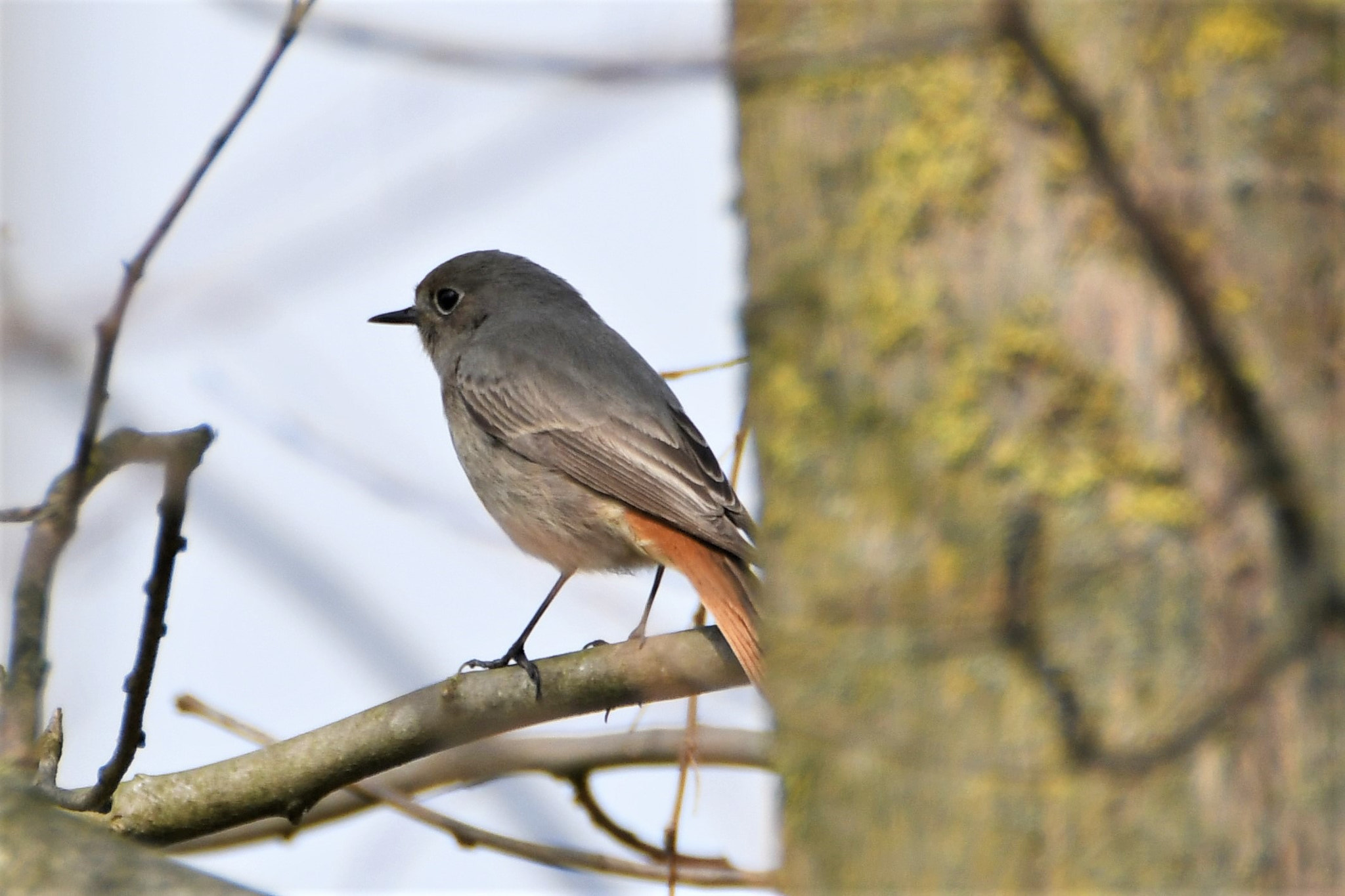 Nikon D7500 sample photo. She black redstart photography