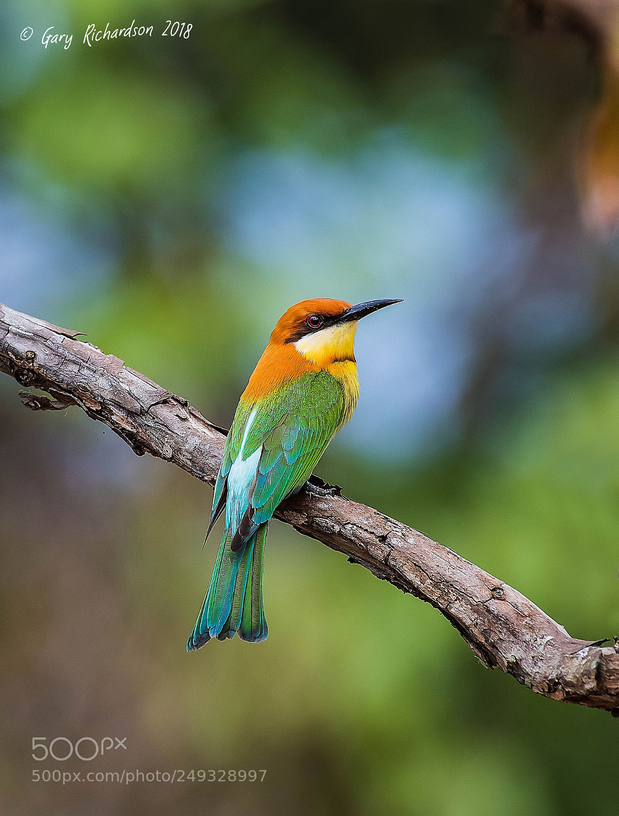 Nikon D500 sample photo. Chestnut headed bee eater photography