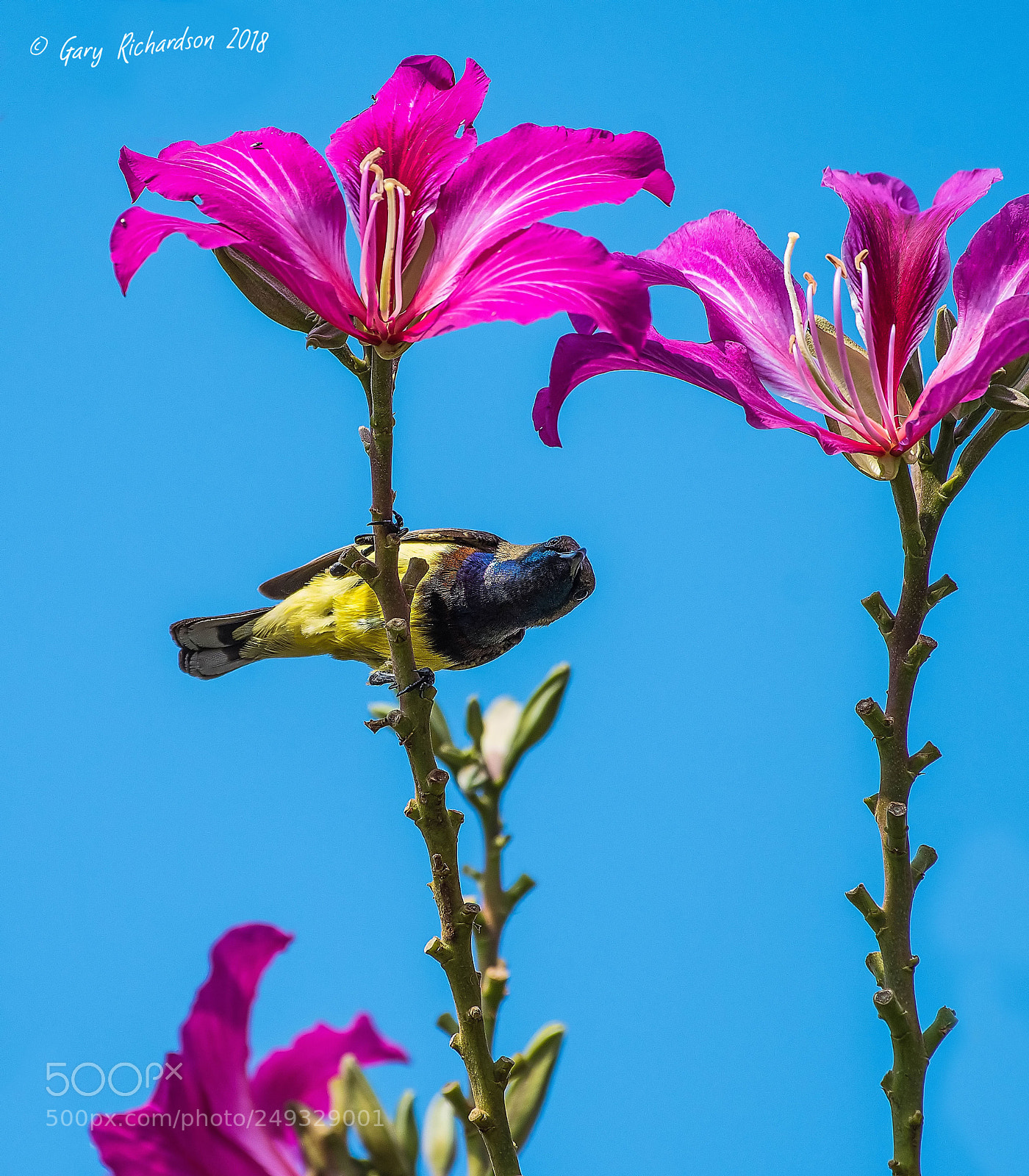 Nikon D500 sample photo. Olive backed sunbird thailand photography