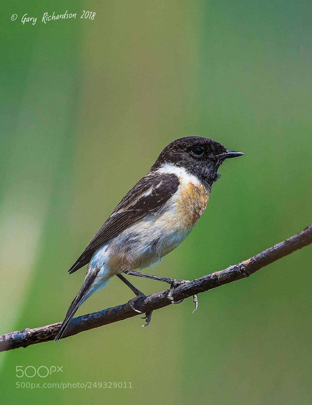 Nikon D500 sample photo. Siberian stonechat thailand photography