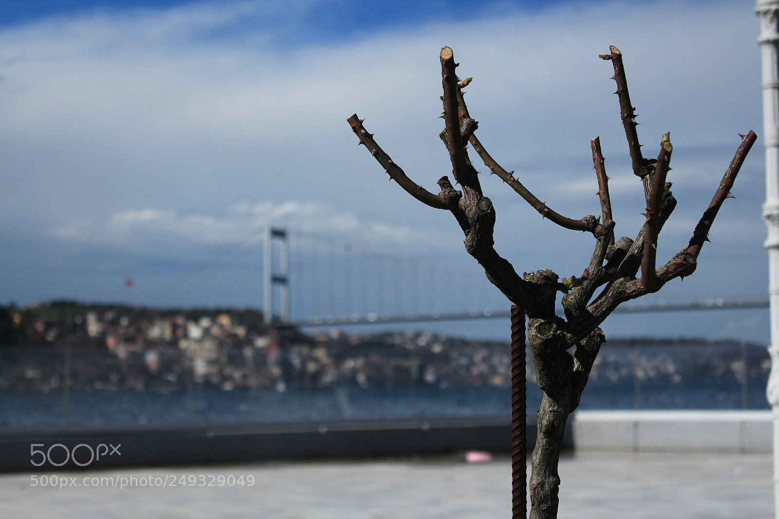 Canon EOS 650D (EOS Rebel T4i / EOS Kiss X6i) sample photo. Little rose tree photography