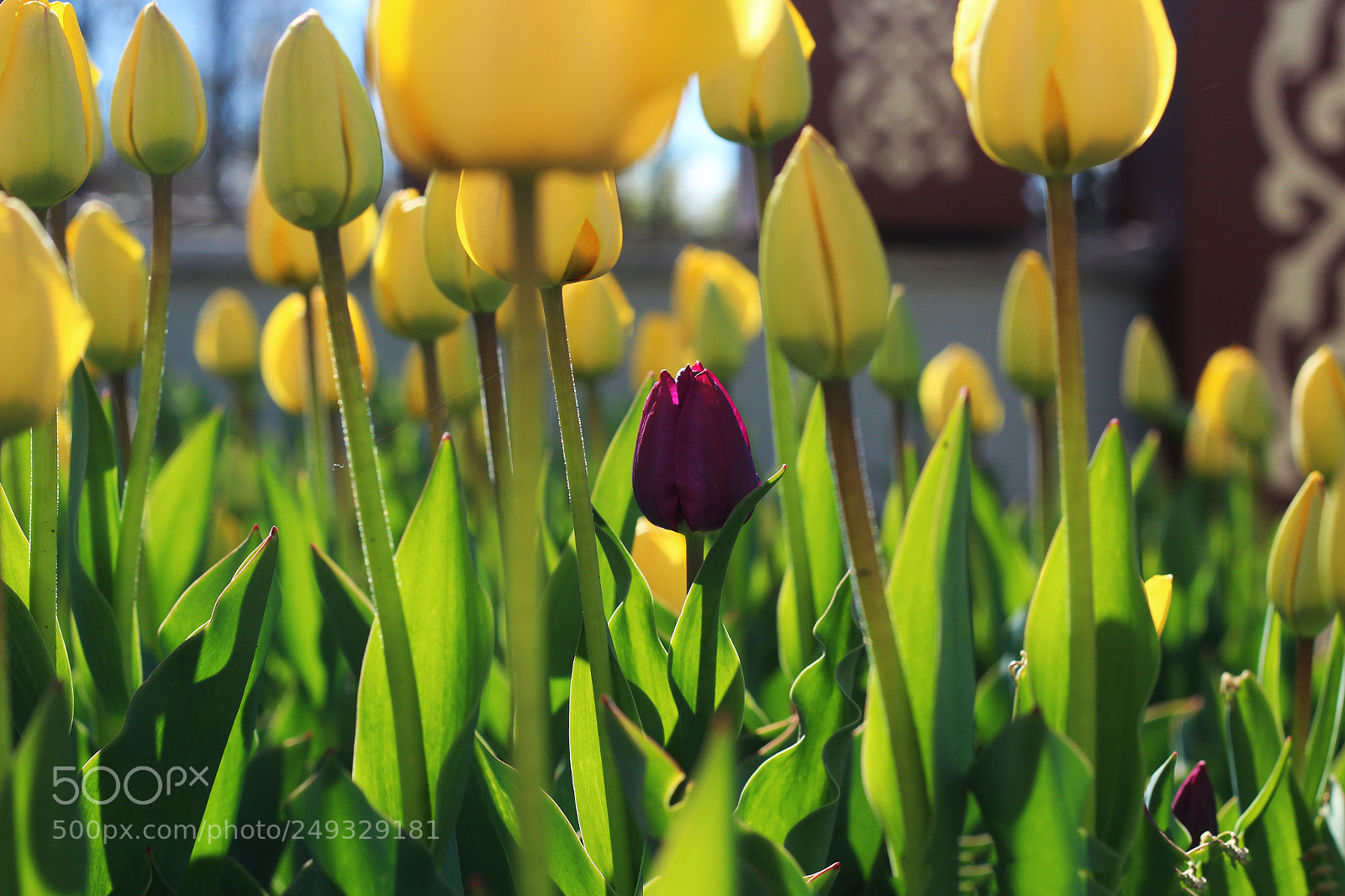 Canon EOS 600D (Rebel EOS T3i / EOS Kiss X5) sample photo. Red tulip photography