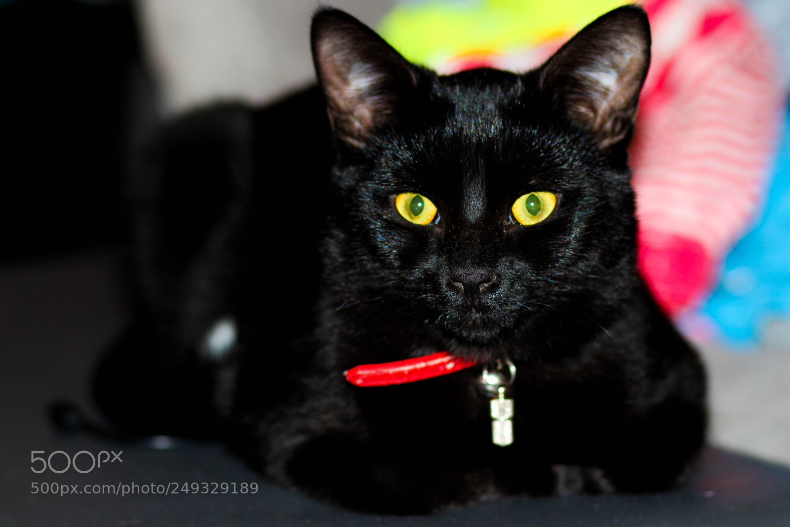 Canon EOS 700D (EOS Rebel T5i / EOS Kiss X7i) sample photo. Black cat photography