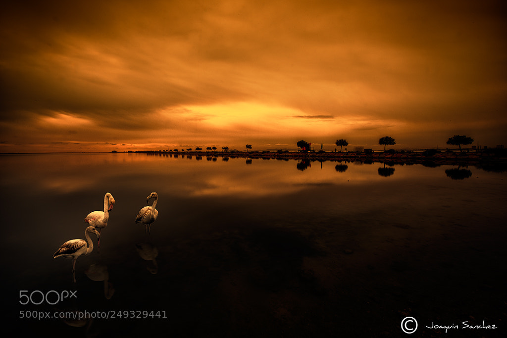 Nikon D800 sample photo. Flamencos en la puntica photography
