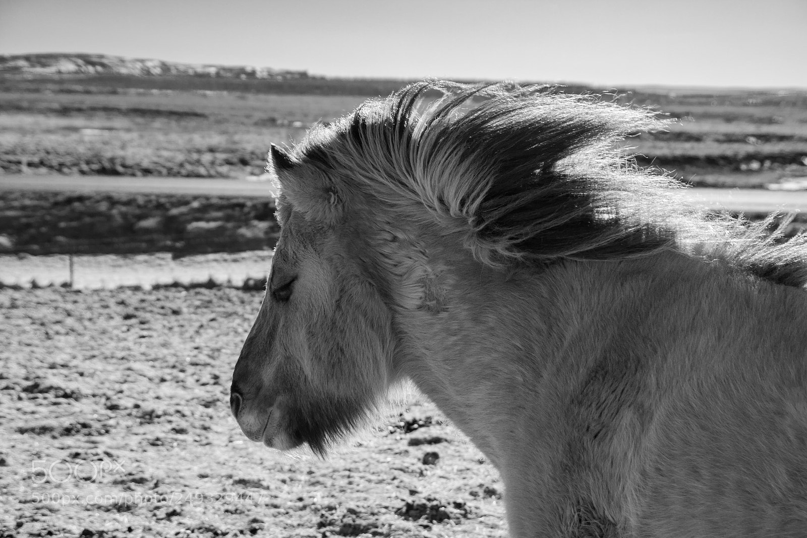 Canon EOS 400D (EOS Digital Rebel XTi / EOS Kiss Digital X) sample photo. Icelandic horse in cold photography