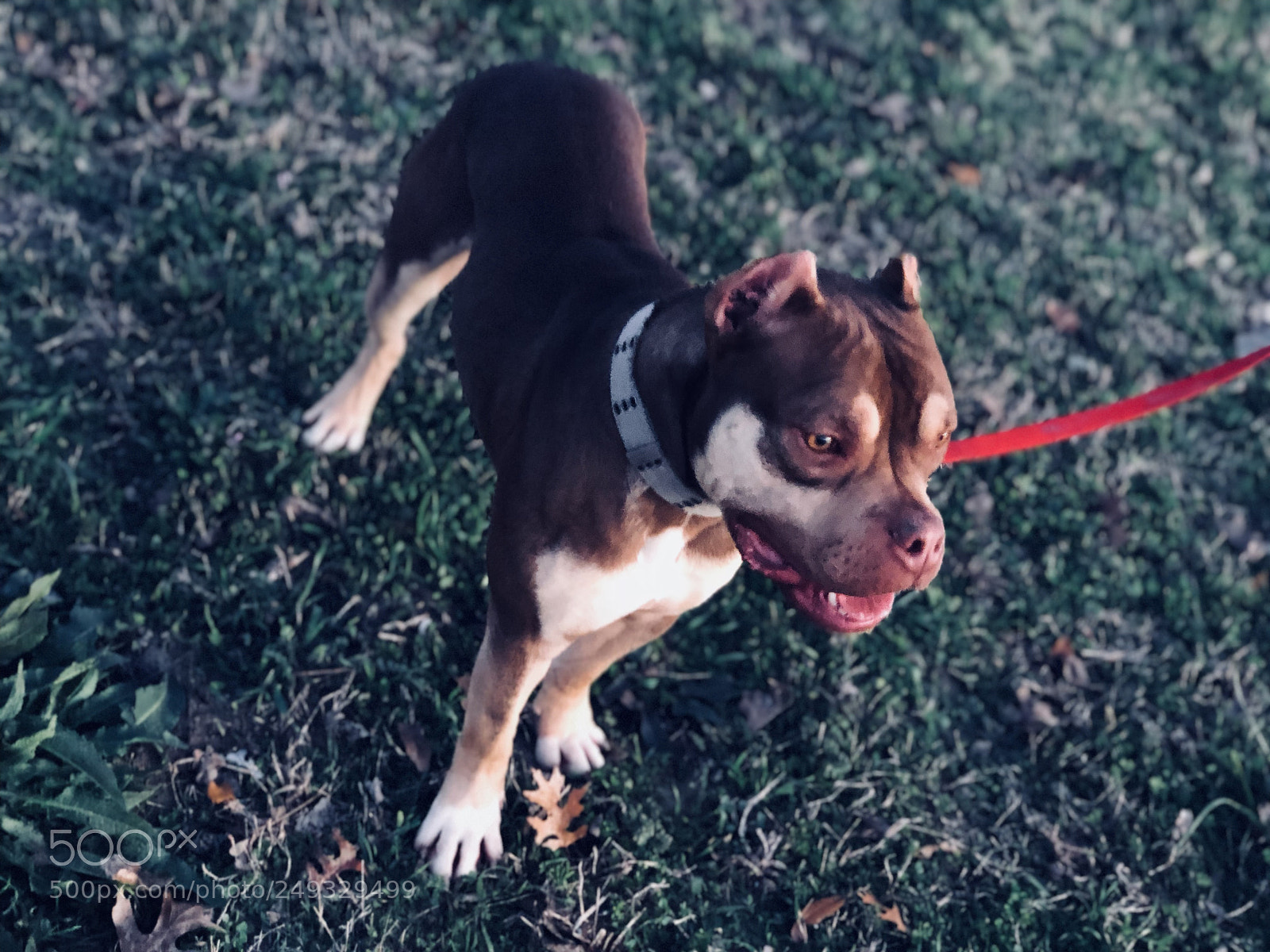 Apple iPhone X sample photo. Pitts are amazing! photography