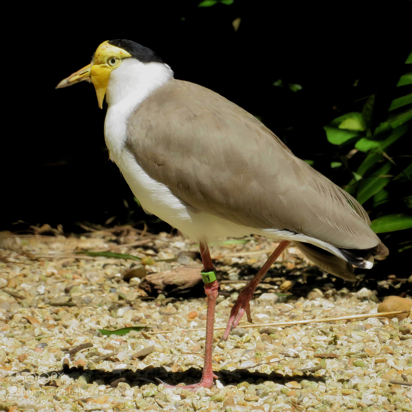 Canon PowerShot SX720 HS sample photo. Masked lapwing photography
