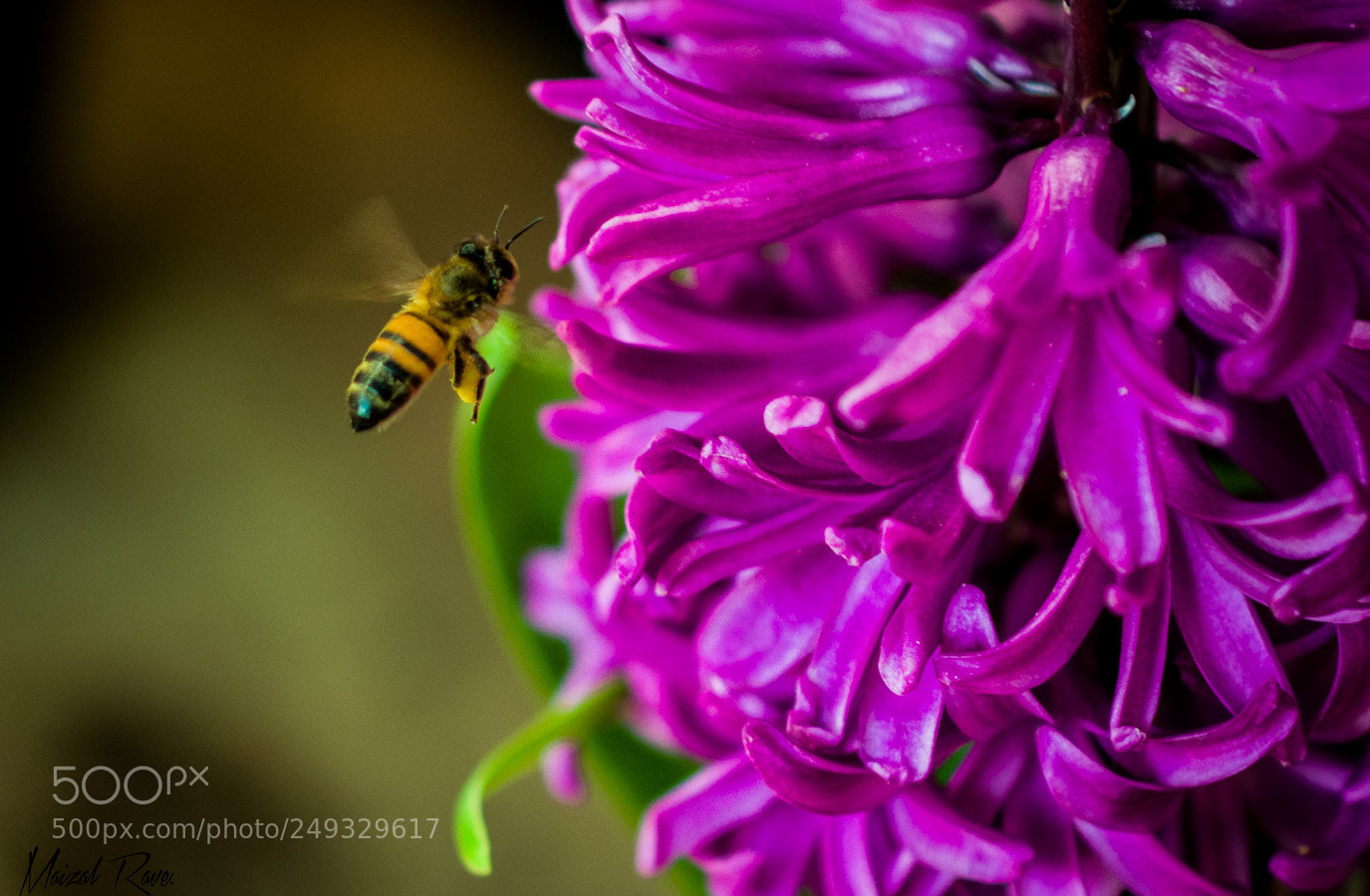 Nikon D3400 sample photo. Abeja trabajando. photography