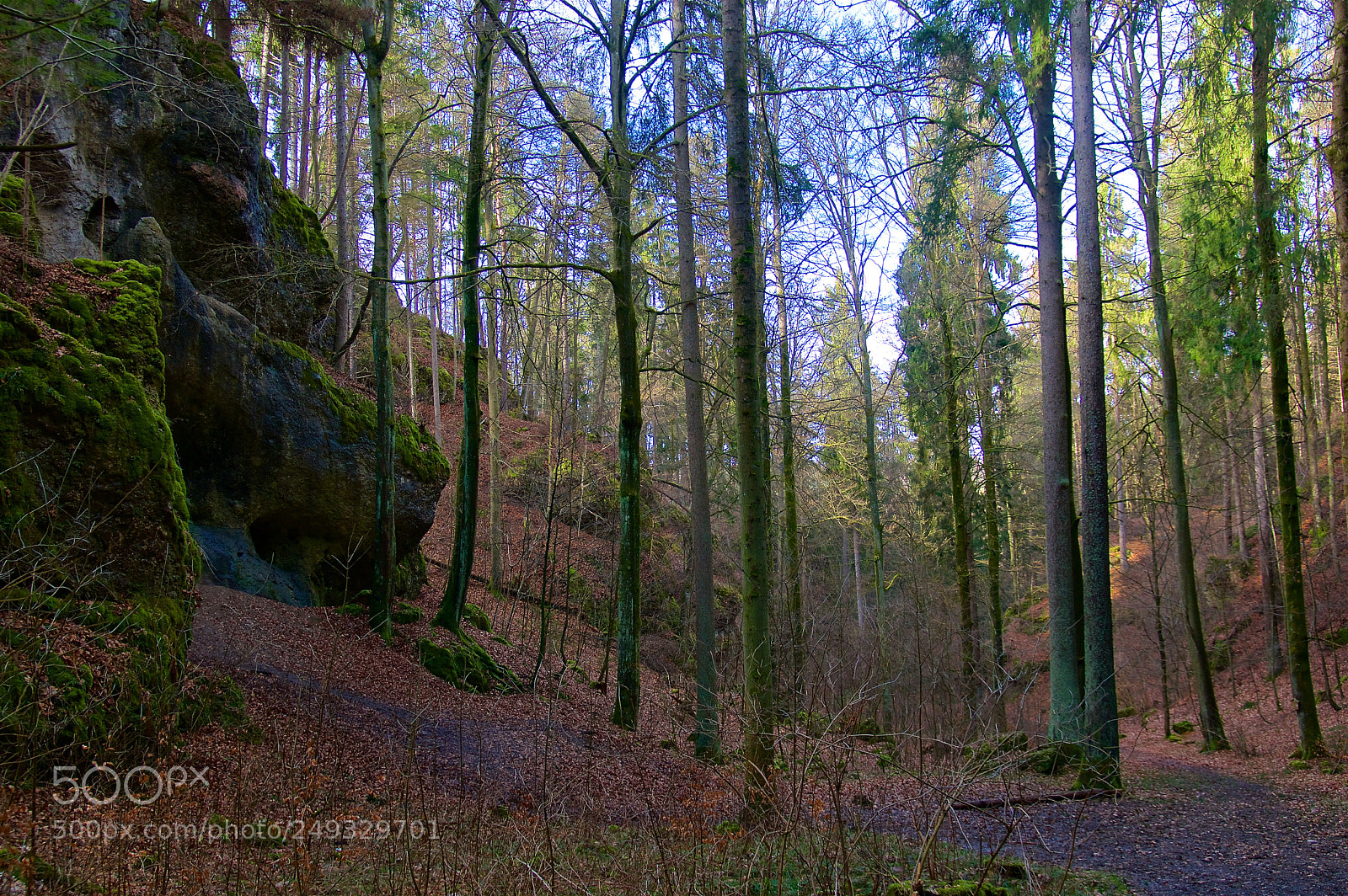 Pentax K-3 II sample photo. Spring in the forest photography