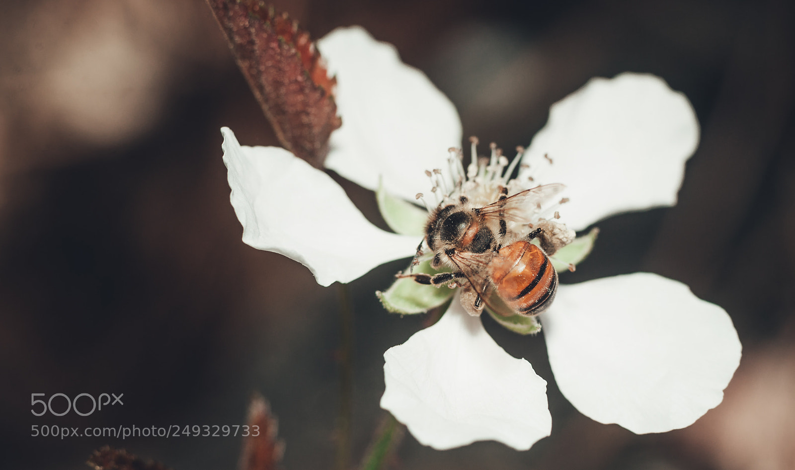 Sony Alpha DSLR-A900 sample photo. Honey bee photography