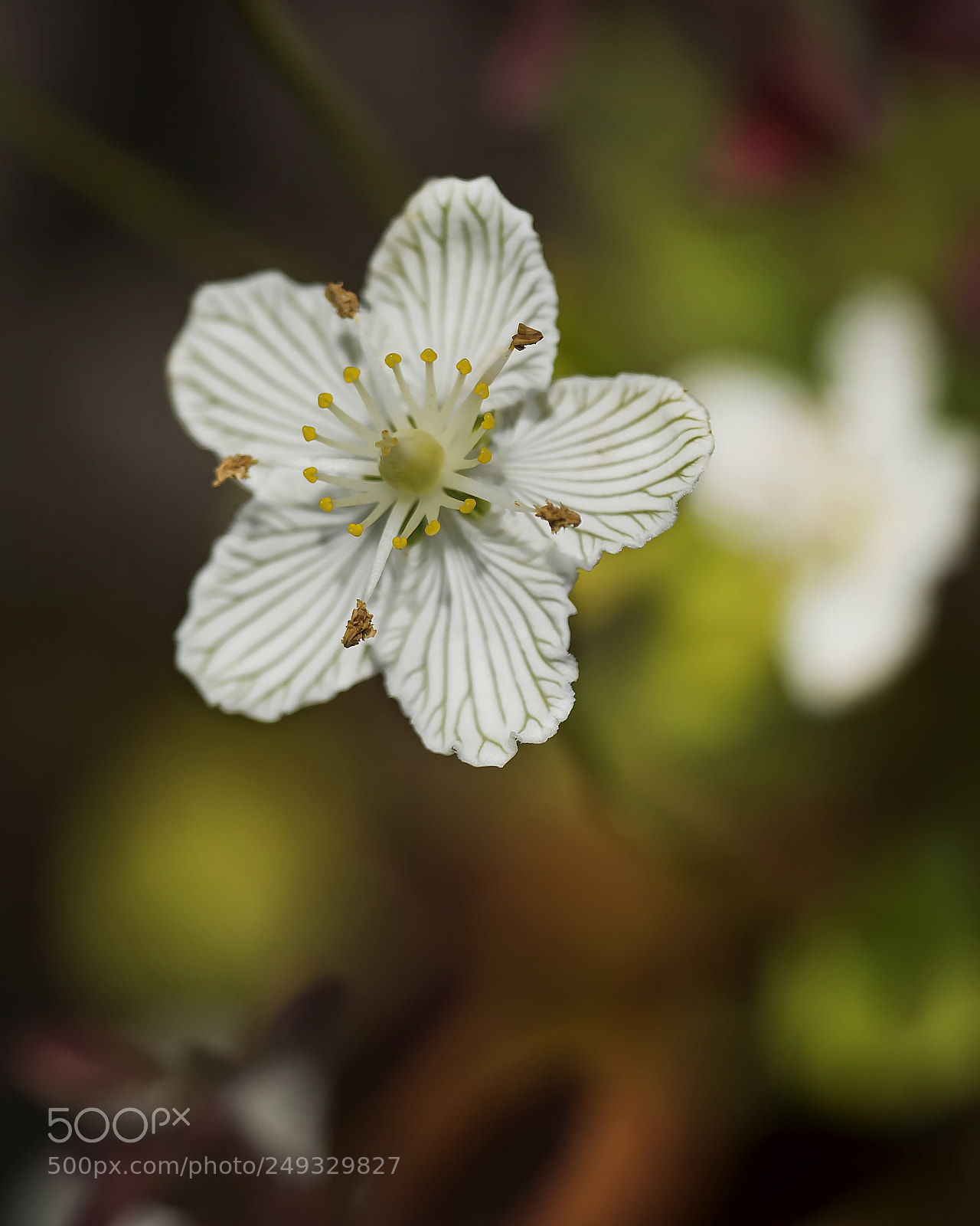 Nikon D7100 sample photo. Grass of parnassus photography