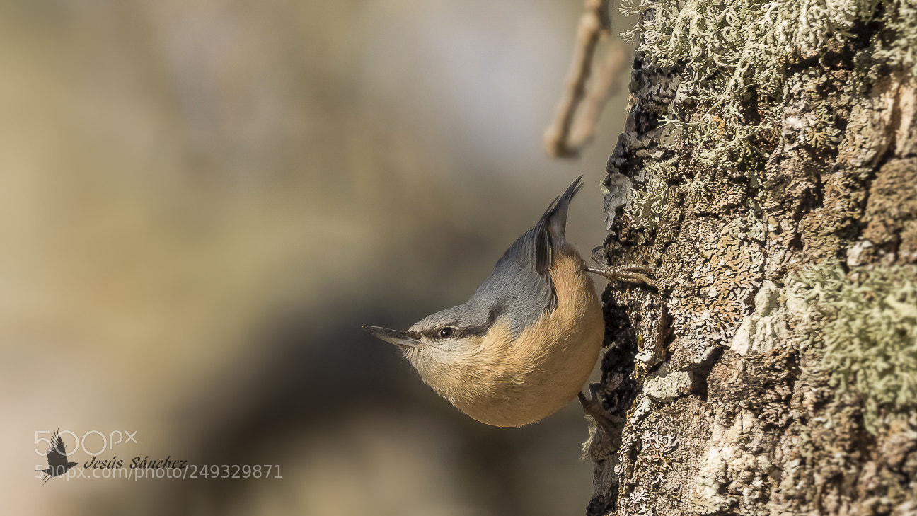 Canon EOS 7D Mark II sample photo. Trepador azul (sitta europaea) photography