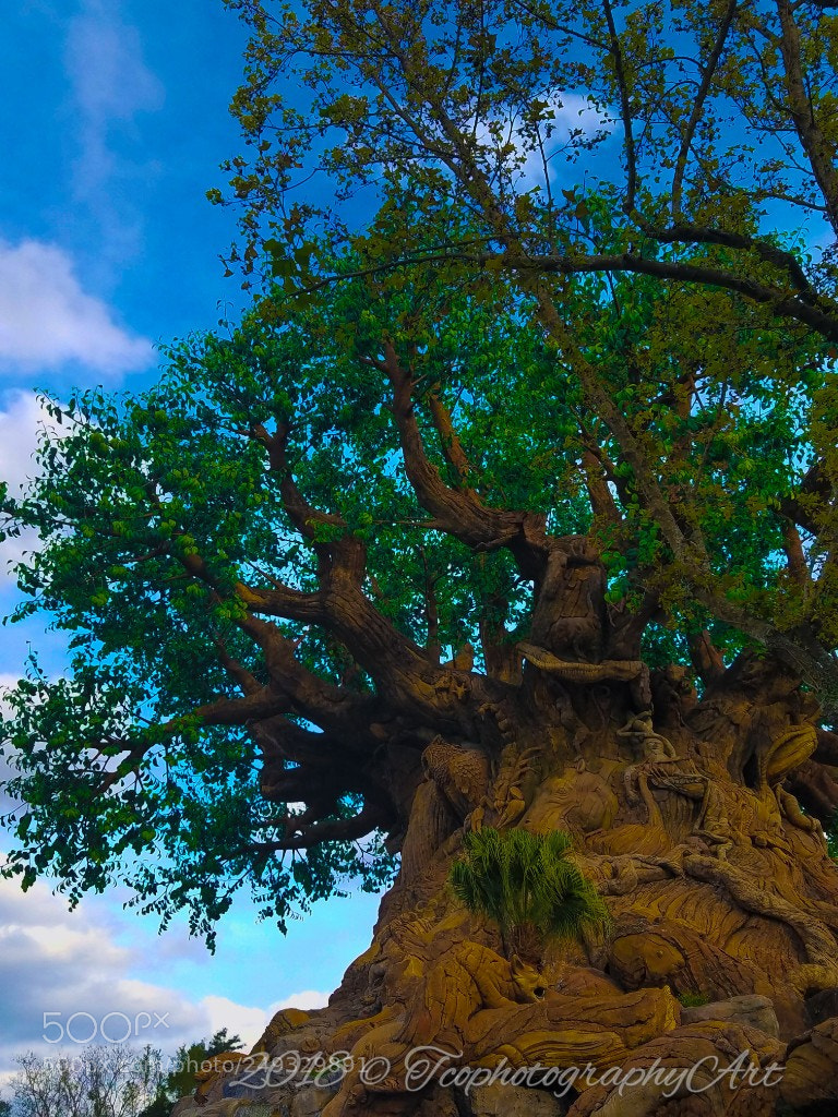 Samsung Galaxy S7 sample photo. Disney animal kingdom photography