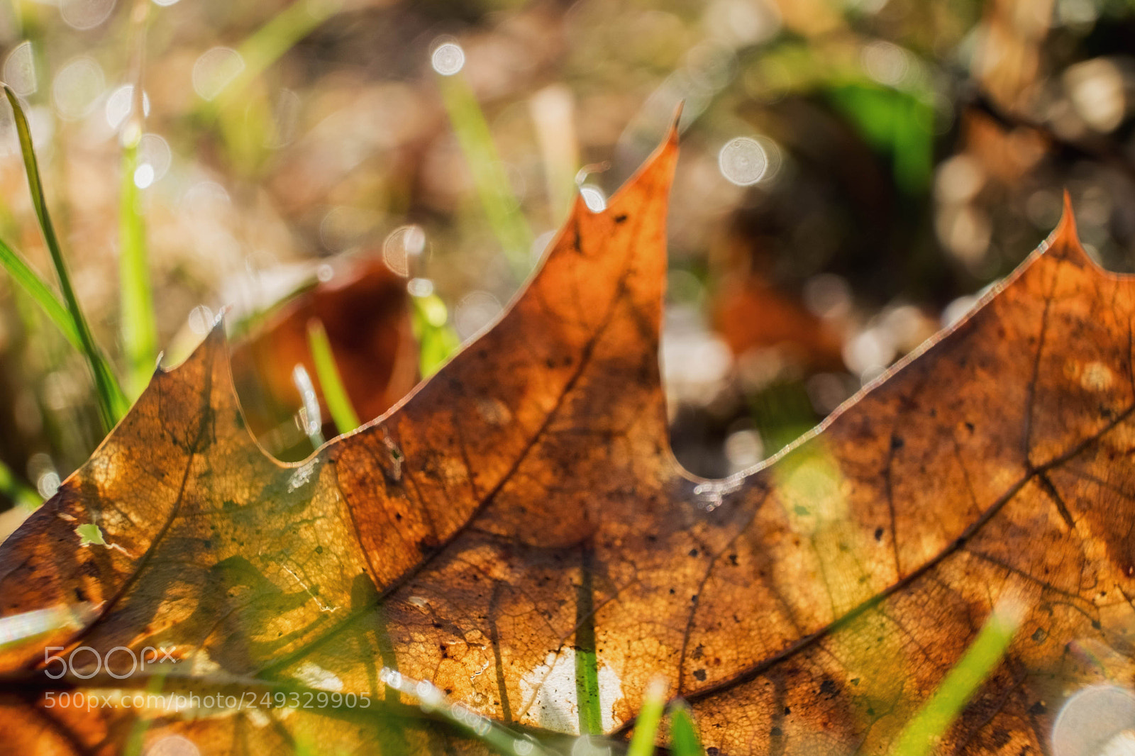 Fujifilm X-T10 sample photo. Leaf photography