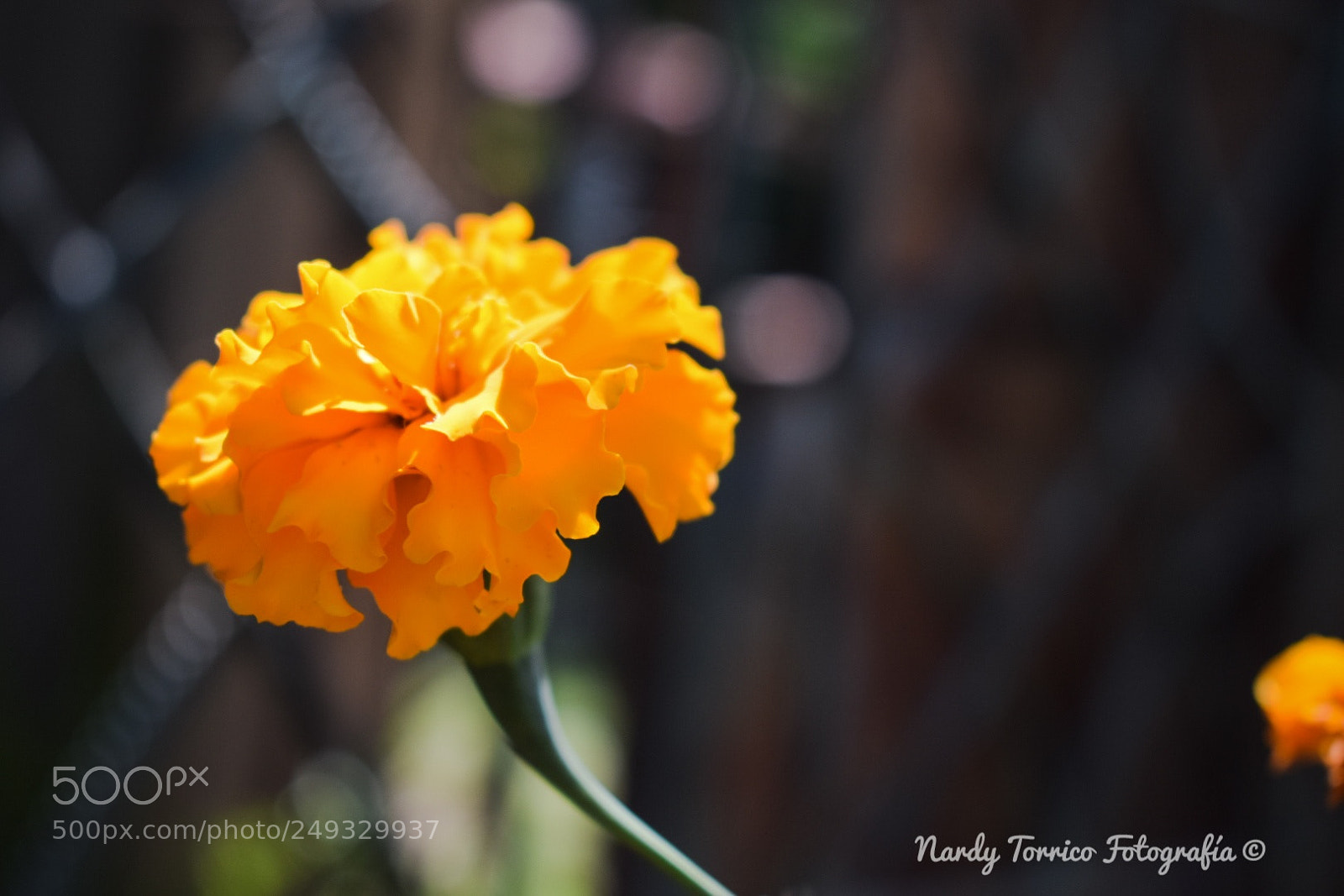 Nikon D5300 sample photo. Orange photography