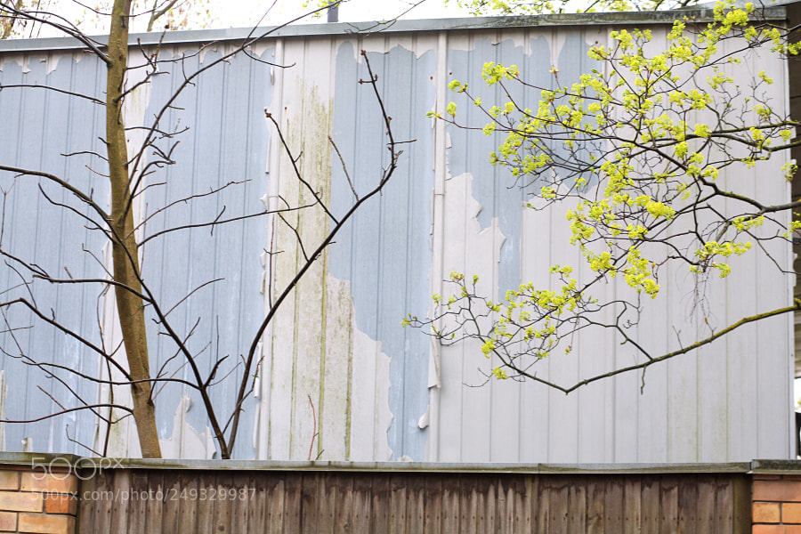 Canon EOS 5D sample photo. Urban & nature photography