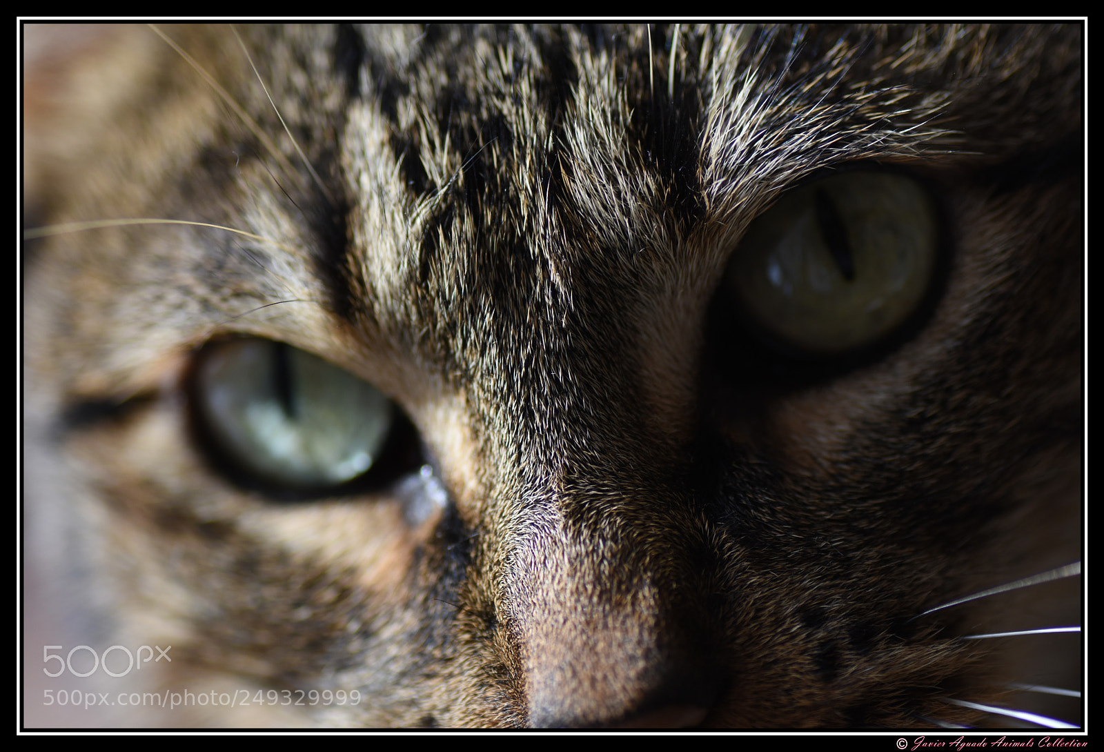 Nikon D7200 sample photo. Whisky ii photography