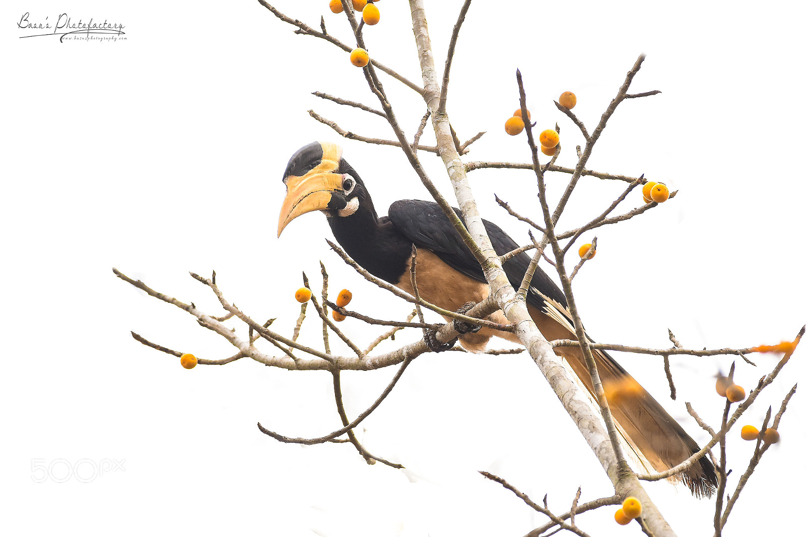 Nikon D810 sample photo. Malabar pied hornbill photography