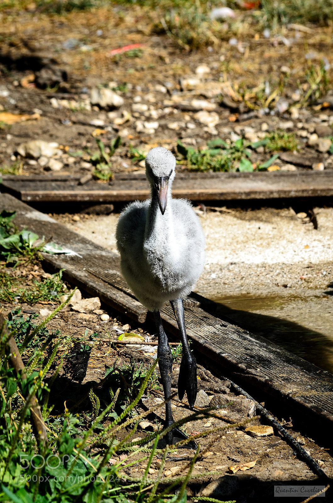 Nikon D7000 sample photo. Walking bird photography