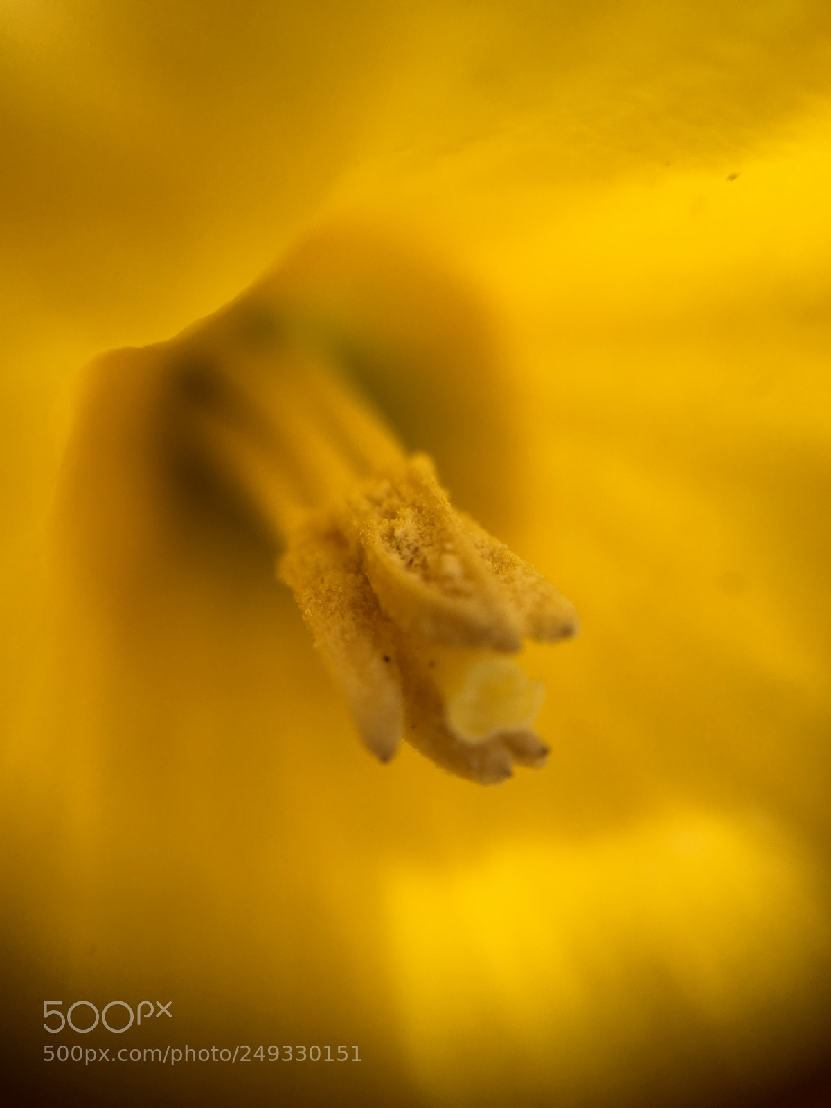 Apple iPhone 6s sample photo. Blossom in yellow 2 photography