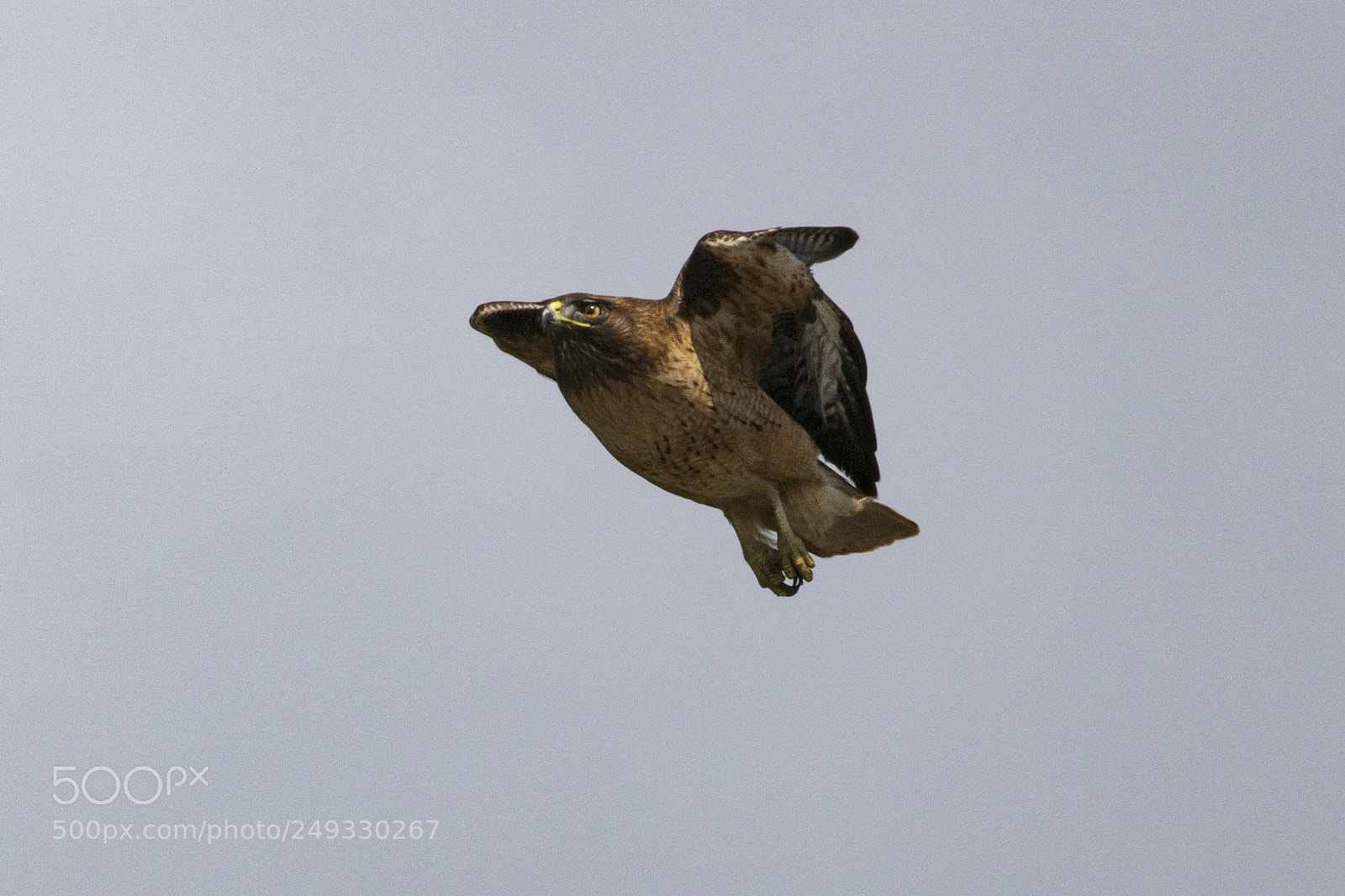 Canon EOS 750D (EOS Rebel T6i / EOS Kiss X8i) sample photo. Hawk landing photography