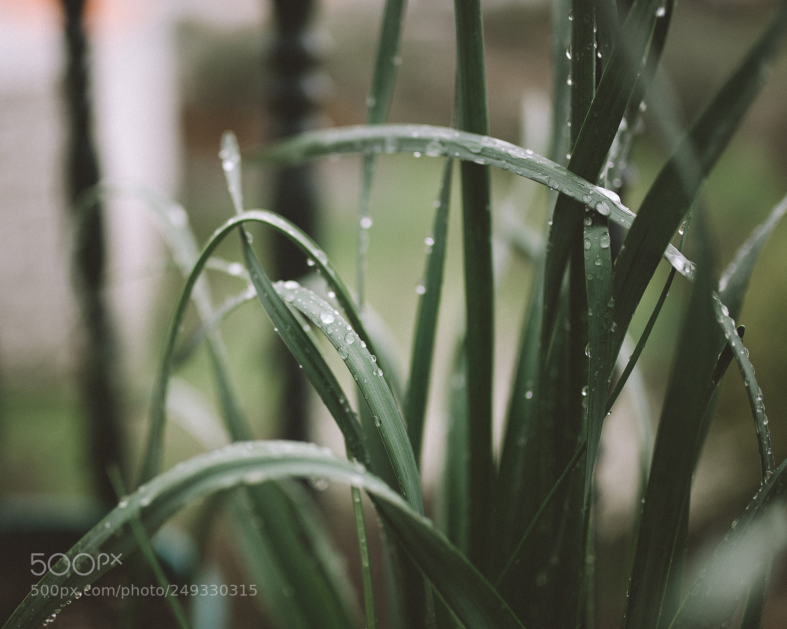 Nikon D610 sample photo. Untitled photography