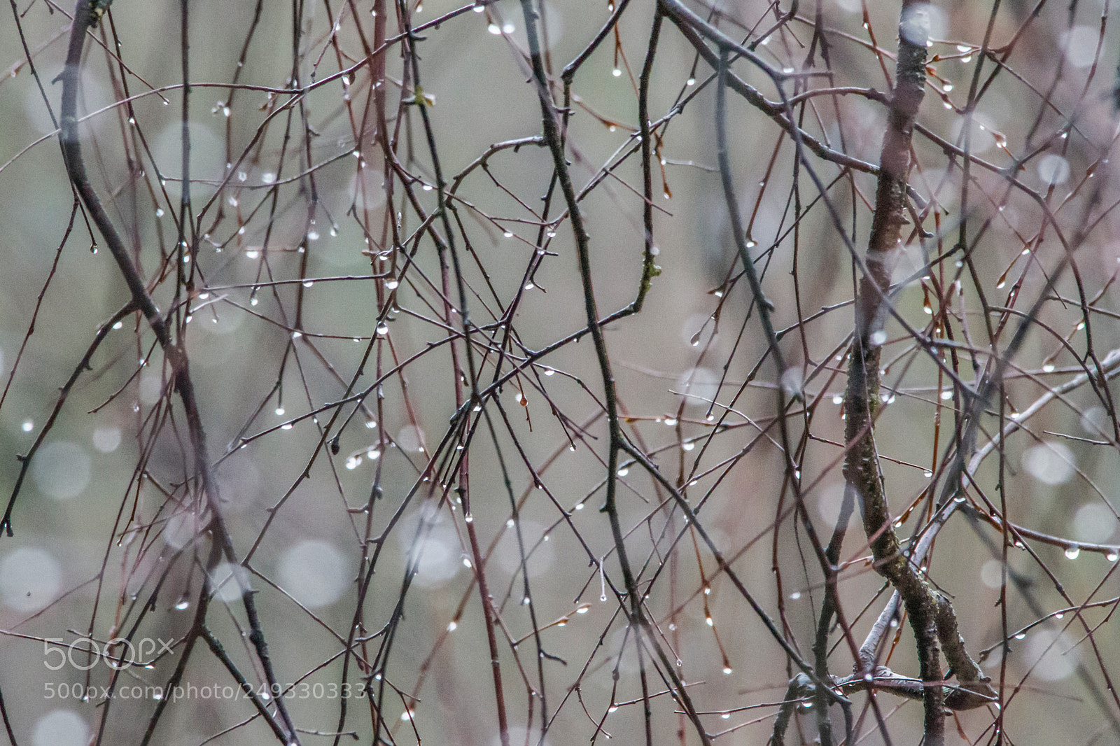 Canon EOS-1D Mark IV sample photo. Drops of water hang photography