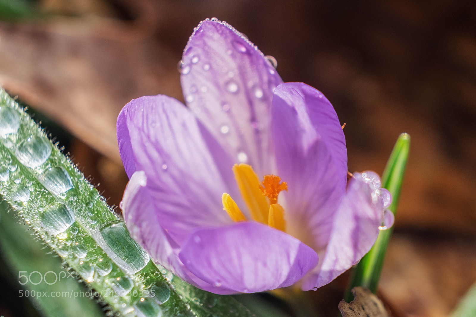 Fujifilm X-T10 sample photo. Blossom photography