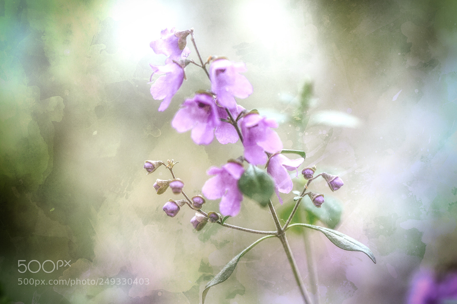 Nikon D4 sample photo. Pastel beauty photography