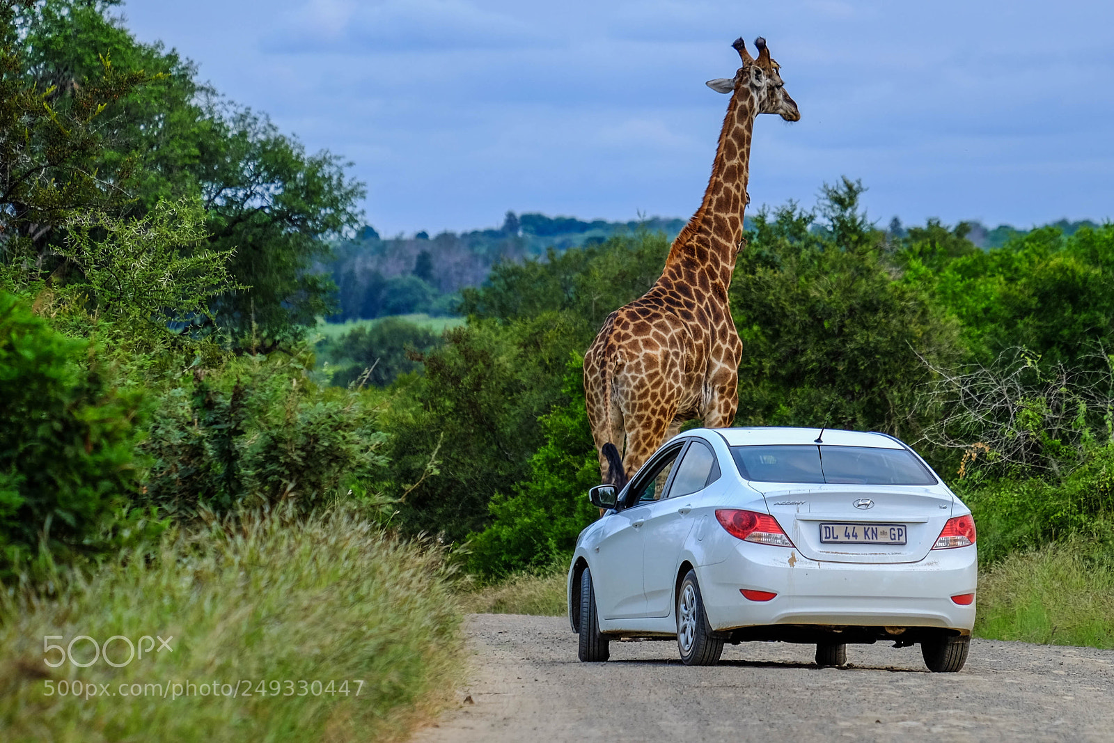 Fujifilm X-T1 sample photo. Giraffe south africa photography