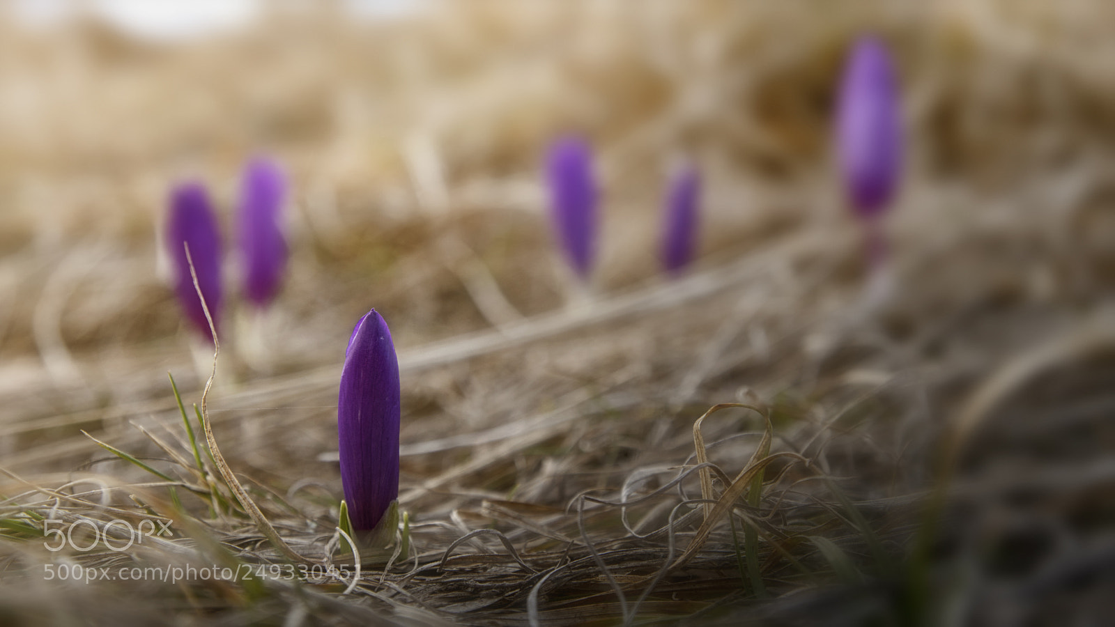 Nikon D5300 sample photo. Spring is coming photography